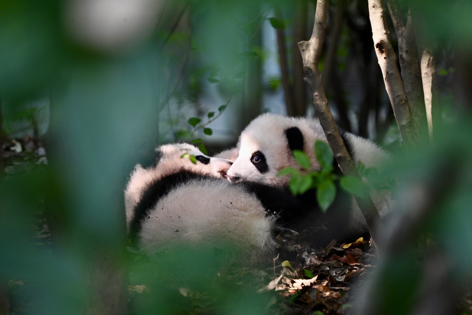 Chengdu Panda Park Daily Bus Tour with Tickets by CITS XZANBUS