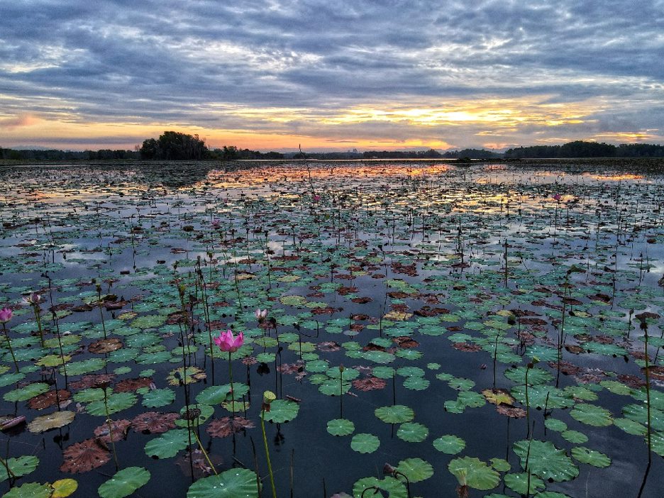 Paya Indah Discovery Wetlands at Gamuda Cove, Selangor