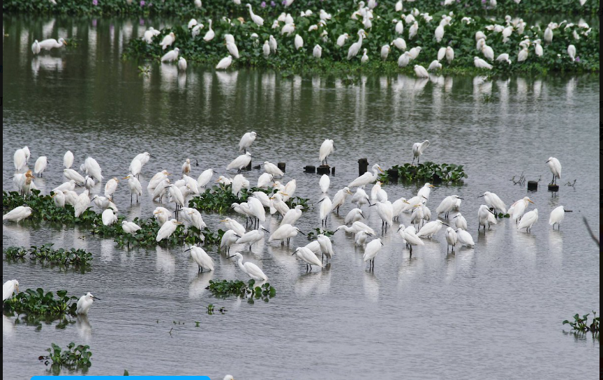 Hangzhou Xixi Wetland Park Admission Ticket  Peaceful Oasis Near West Lake