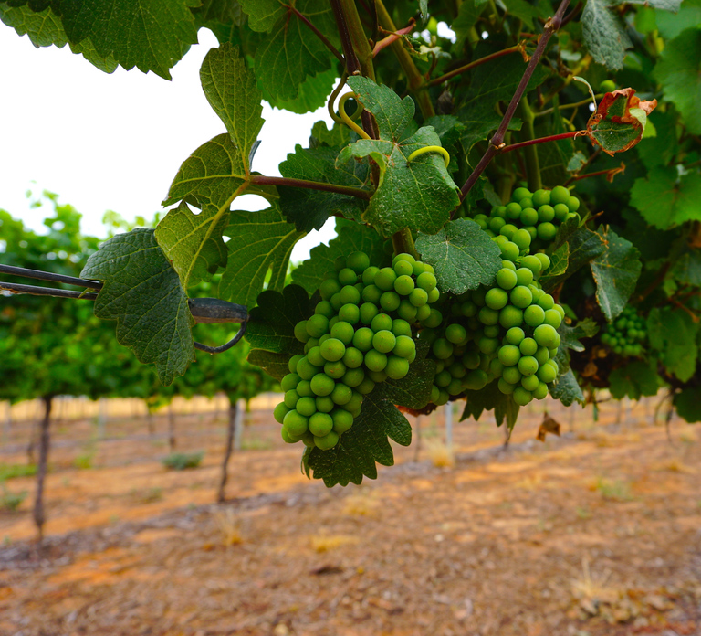 Swan Valley: Half-Day Wine Tour From Perth