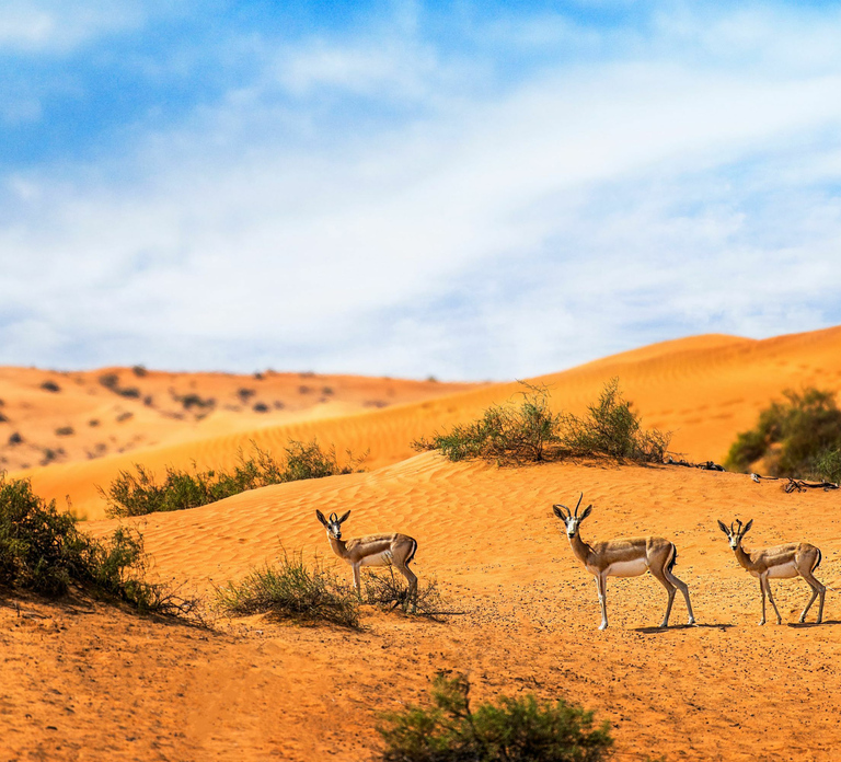 Dubai Desert Morning Drive with Wildlife Experience