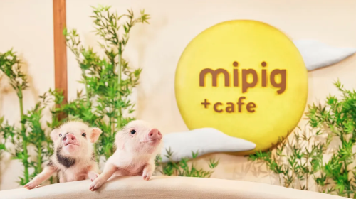 Popular therapeutic pig cafe interactive experience