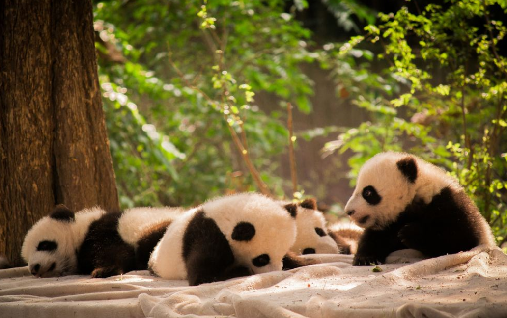 Chengdu panda Base of Giant Panda Breeding Admission