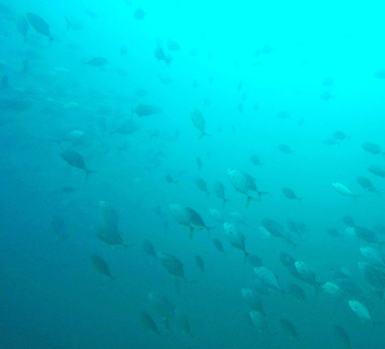 Gold Coast: 3-Day PADI Open Water Course