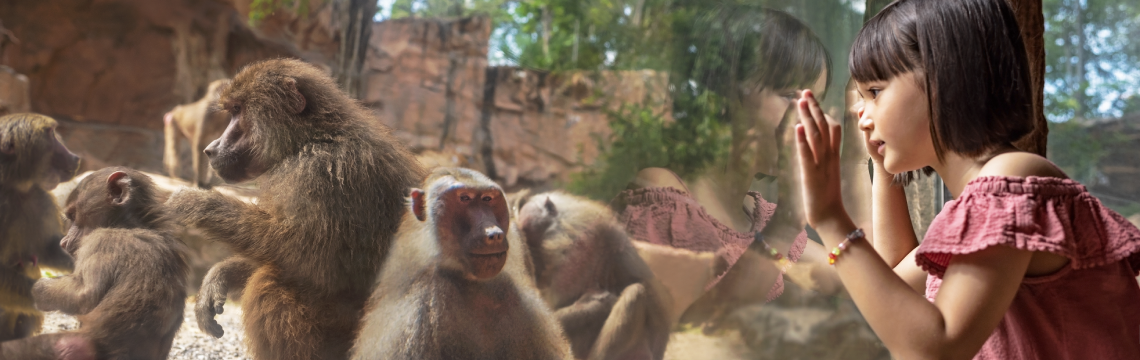 Singapore Zoo