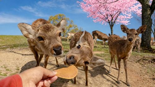 Kyoto Nara Uji 1-day Tour – Fushimi Inari Taisha & Nara Park & Byodoin Temple in Uji
