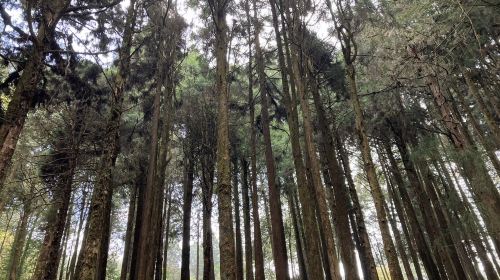 Alishan & Fenchihu Day Tour from Taichung Day Tours