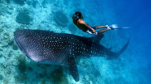 Cebu: Oslob Whale Shark Watching + Badian Kawasan Falls canyon adventure 1-day tour