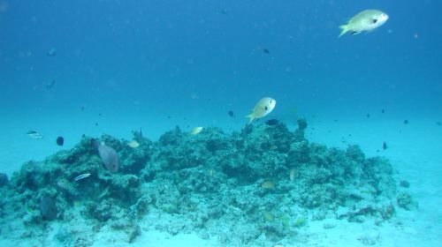 West Marine-Underwater Sightseeing Tour