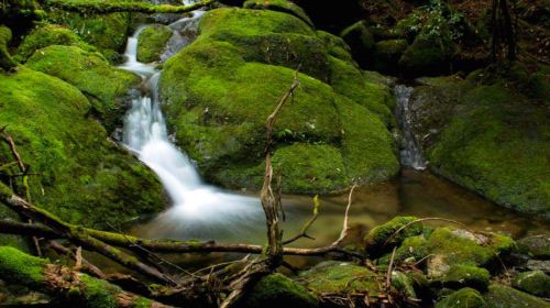 1-day tour to Yakushima's Shiratani Unsuikyo ravine – Step into the magical moss kingdom of Princess Mononoke