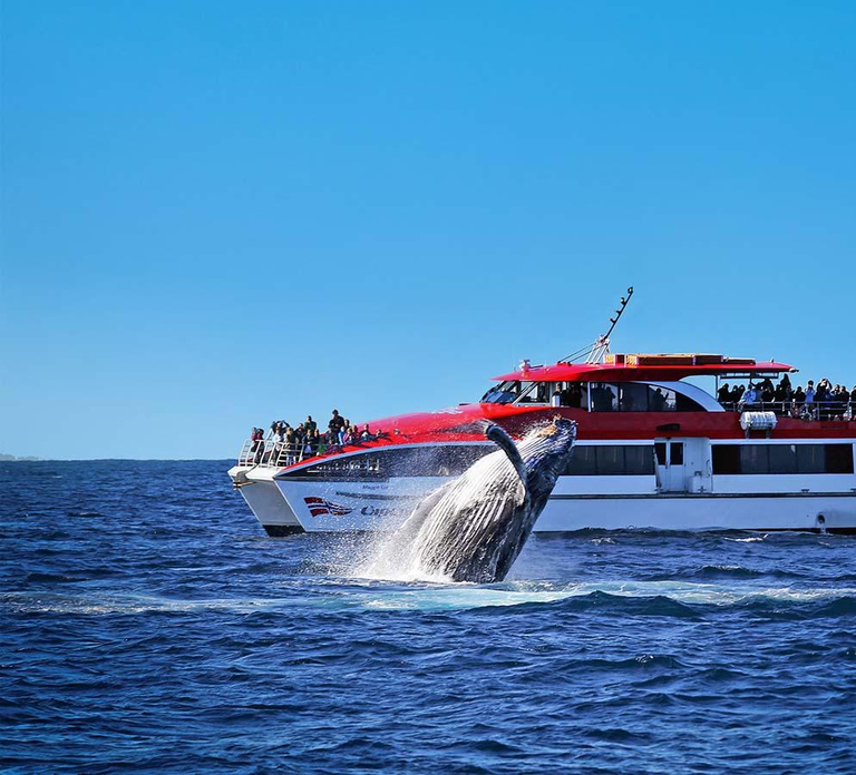 Sydney: 2.5-Hour Whale Watching & Wildlife Cruise
