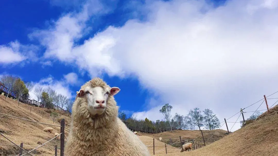 1-Day Tour to Sun Moon Lake and Qingjing Farm with Taichung City Pickup