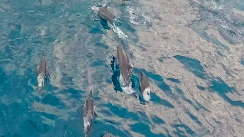 Bohol Panglao Island Hopping Tour