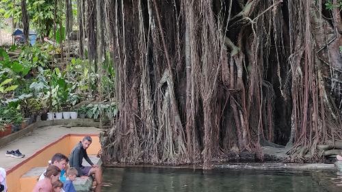 Philippines Siquijor Island Tour: Cliffs & Old Balete Tree & Churches & Beaches