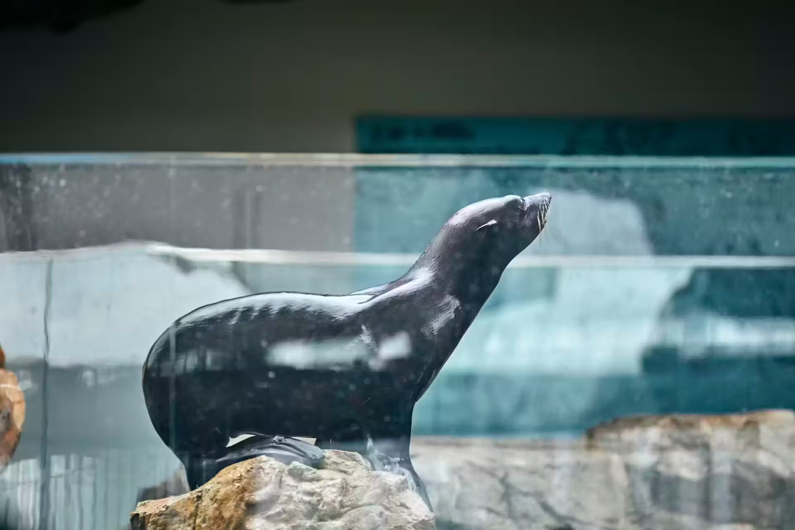 Kyoto Aquarium