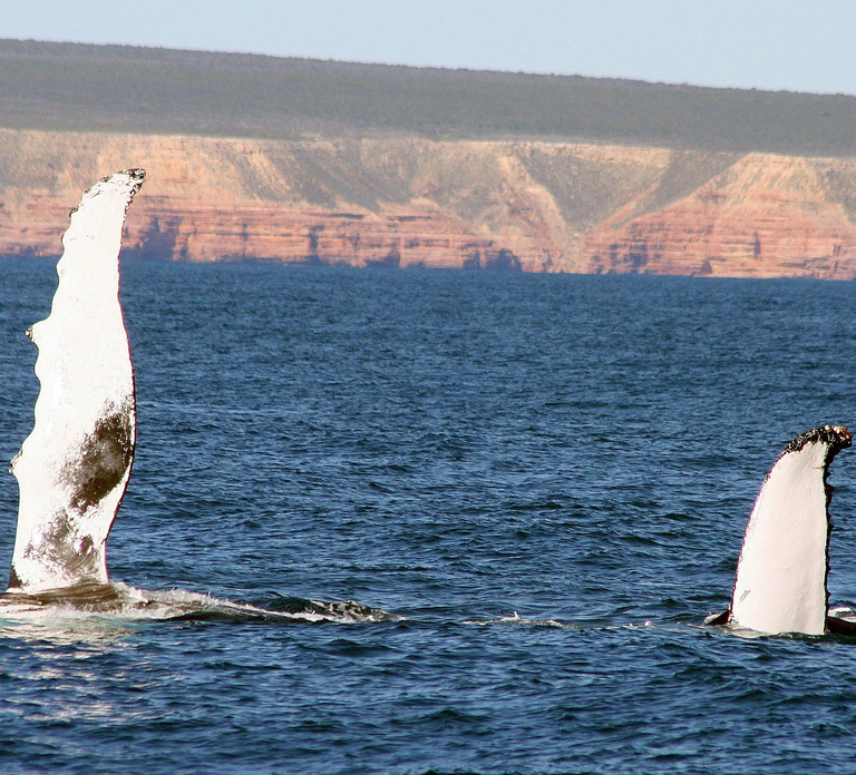 Kalbarri Whale Watching Tour