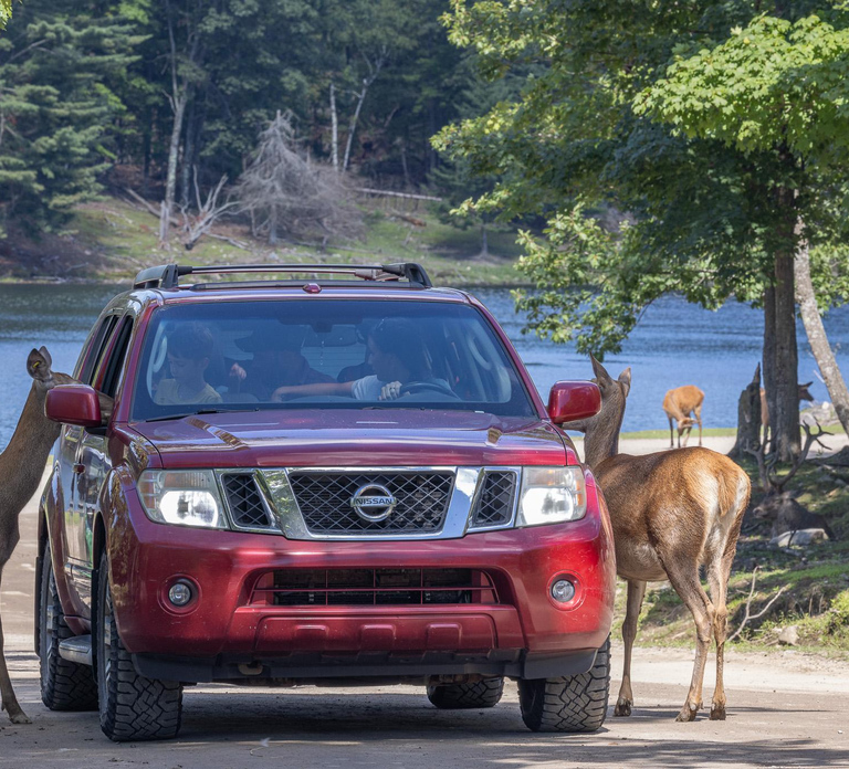 Montebello, QC: General Admission to Parc Omega