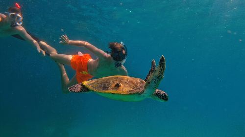 Private Snorkeling with turtles with BBQ food