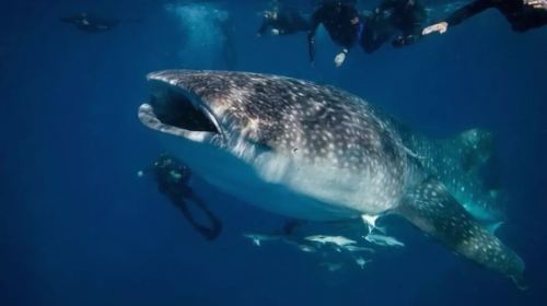 1-day tour to Oslob whale sharks + Kawasan Falls canyoneering in Cebu, Philippines