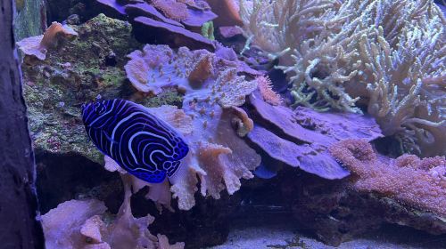 Aquarium d'Amneville