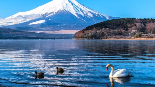 Kyoto/Nara/Uji Private Vehicle Charter from Osaka with English-speaking Driver | Customizable Itinerary | Contact Us for Private Vehicle Charters to Other Destinations(e.g., Kobe, Wakayama) Day Tours