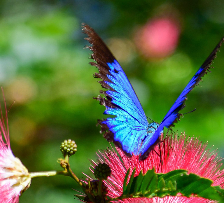 Cairns: Paronella, Lake Barrine & Millaa Millaa Falls Tour