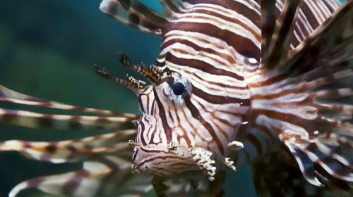 Oniria Aquarium: Entry Ticket Adult