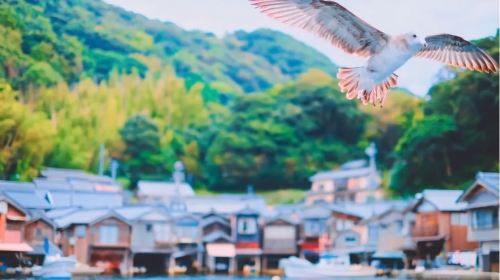 Kyoto in One Day: Amanohashidate, Ine Funaya & Miyama Thatched Village Day Tours