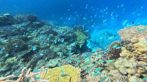 Okinawa Minna Island 1-day tour – experience paragliding