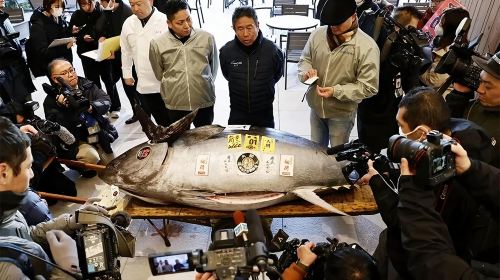Tokyo: Toyosu Tuna Auction &Tsukiji Market Gourmet Adventure