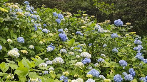 Private Car Day Trip to the Kobe Mountains, Gardens and Hot Springs from Osaka