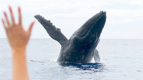 Eco-Raft Tour: Eye-Level Whale or Dolphin Watching from Lahaina