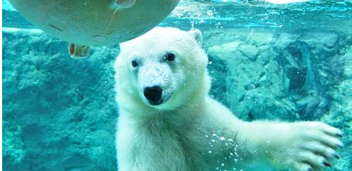 1-day tour to Asahiyama Zoo in Hokkaido: Patchwork no Michi + Shirahige Waterfall + Shirogane Blue Pond (Aoiike) + Instagram-famous tree