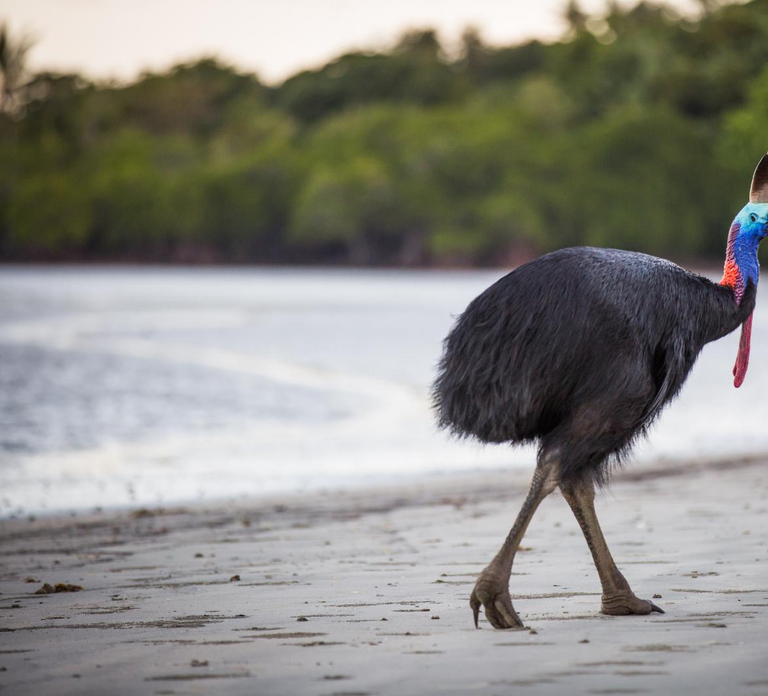 Cairns: Cape Tribulation & Daintree Rainforest Premium Tour