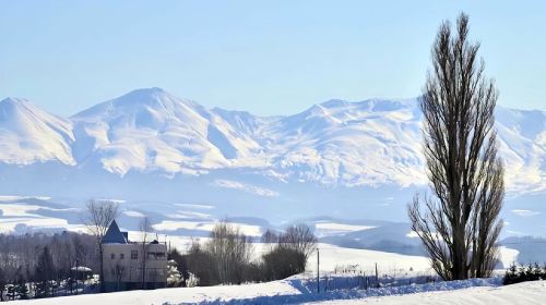 Hokkaido Asahiyama Zoo Day Tour: Shirahige Waterfall + Instagram-famous Tree Visit|Optional set lunch packages Day Tours