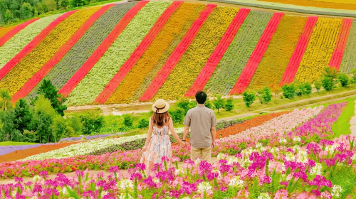 Furano Patchwork Road, Farm Tomita, Panoramic Flower Gardens Shikisai-no-oka Summer Limited Flower Fields Day Tour in Hokkaido Day Tours