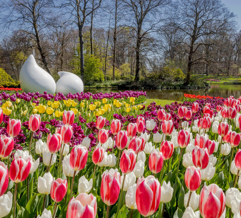 Amsterdam Schiphol Airport Shuttle Bus to Keukenhof & Entry