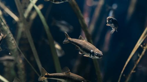 Aquarium du Grand Lyon: Entry Ticket Infant