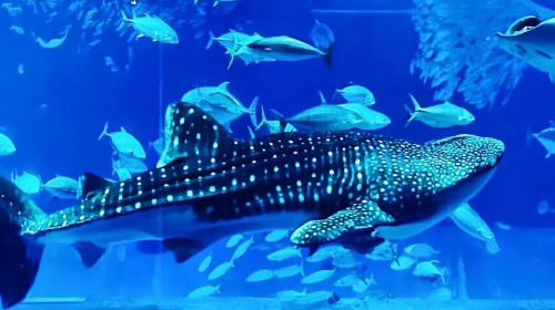 1-Day Tour in Northern Okinawa with Cape Manzamo, Aquarium and Kouri Island