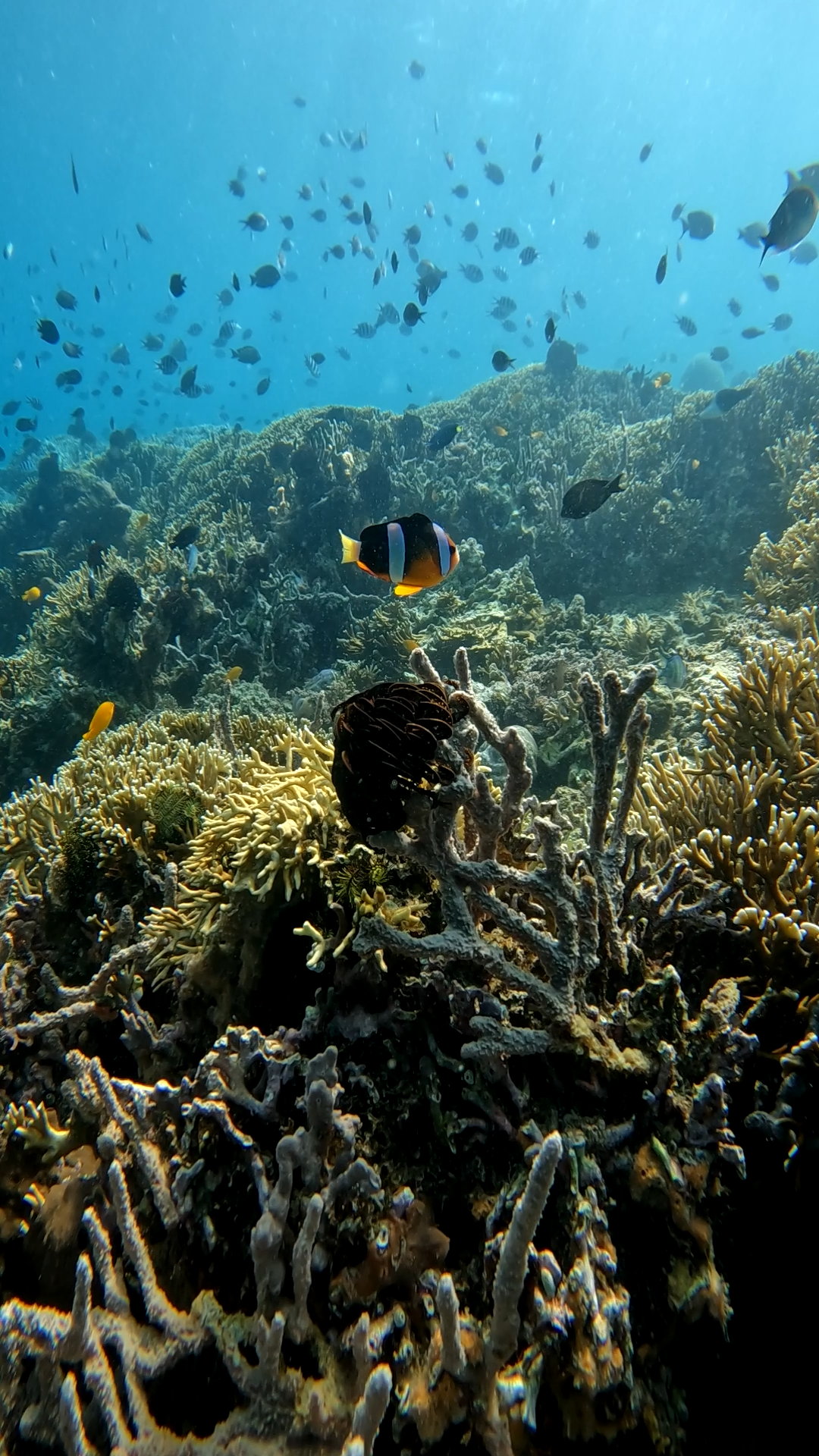 Secrate Island Private Snorkling Tour in lombok with go pro