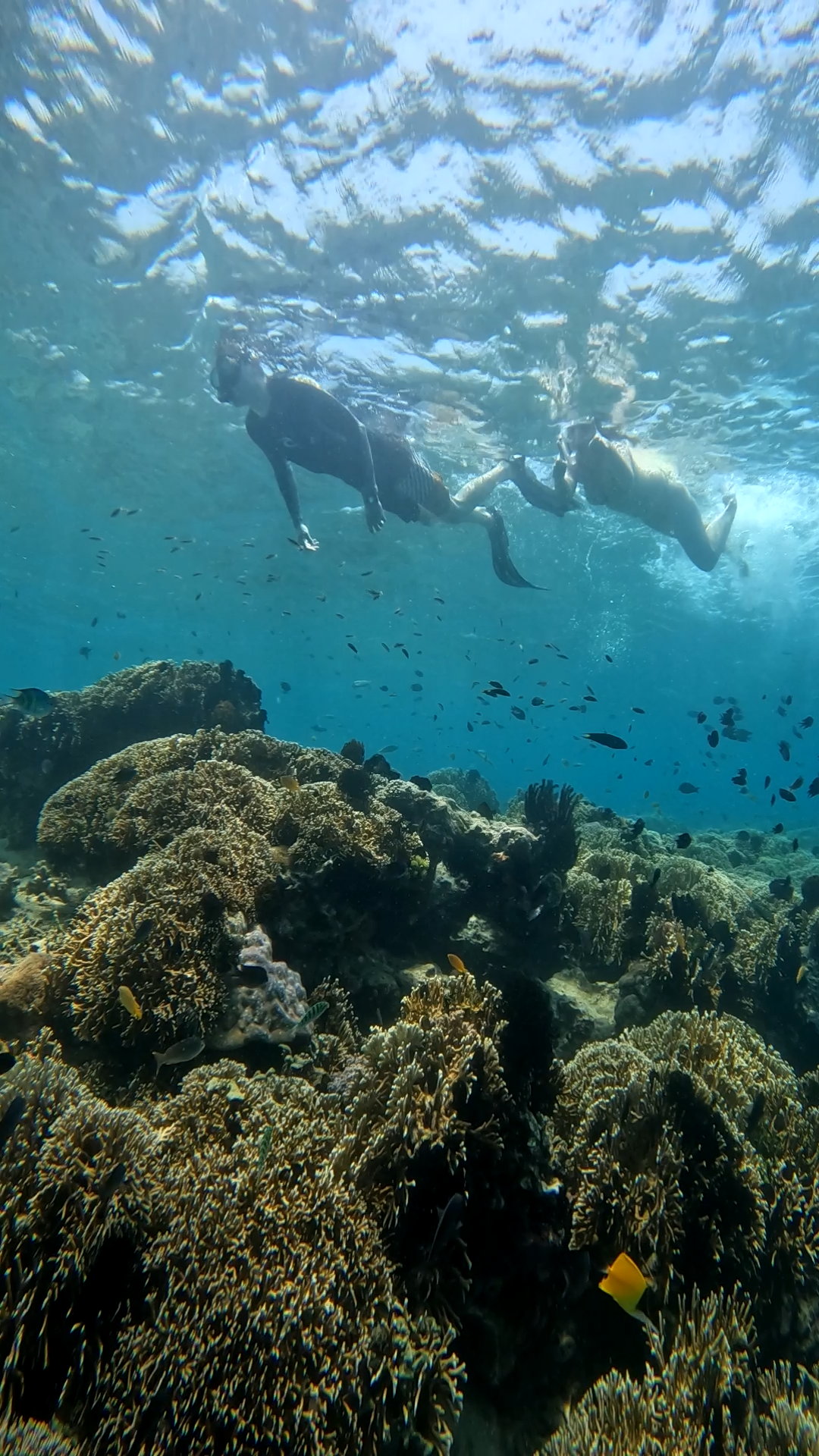 Secrate Island Private Snorkling Tour in lombok with go pro