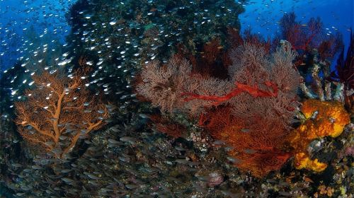 Taitung Orchid Island Experience diving Scuba diving 2 hours