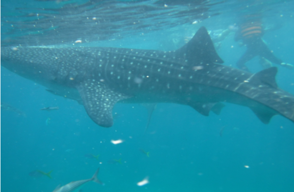 Oslob Whale Shark Watching