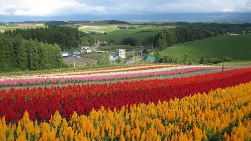 [Biei/Furano] One-day sightseeing by private car! Day Tours