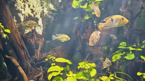 Aquarium of Lyon