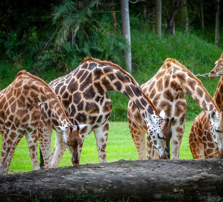 From Gold Coast : Australia Zoo Transfer and Entry Ticket