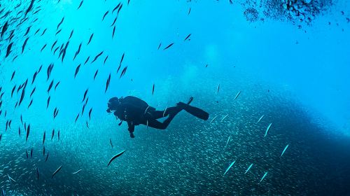 From Cebu: Moalboal Sardine Snorkeling + ATV Off-Road Adventure Day Tour