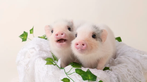 mipig cafe AEON Mall Sapporo Hassamu Popular Healing Pig Cafe Interactive Experience