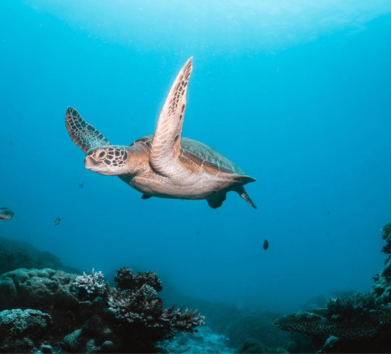 From Dubai: Discovery Scuba Diving & Snorkeling In Fujairah