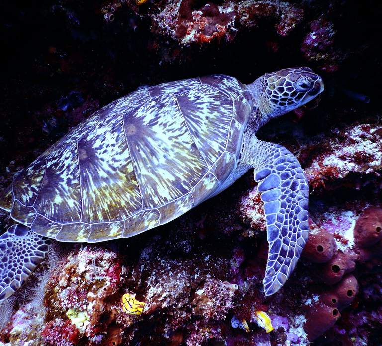 Snorkel Khor Fakkan's Colorful Shores